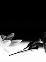 Portion~ポーション~